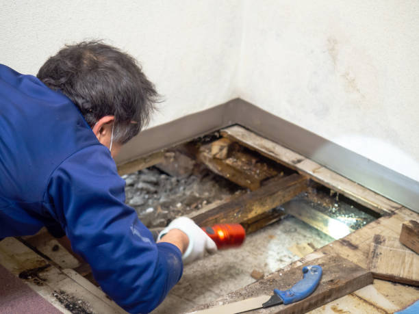 Best Mold Cleaning Services  in River Edge, NJ