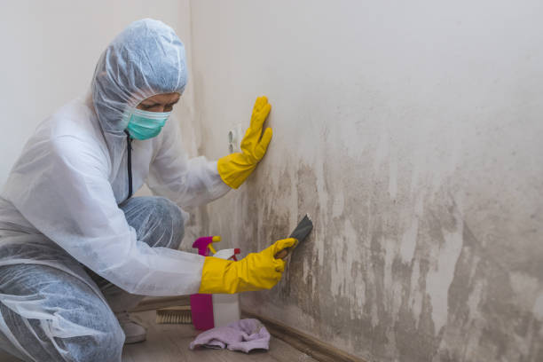 Best Certified Mold Removal  in River Edge, NJ