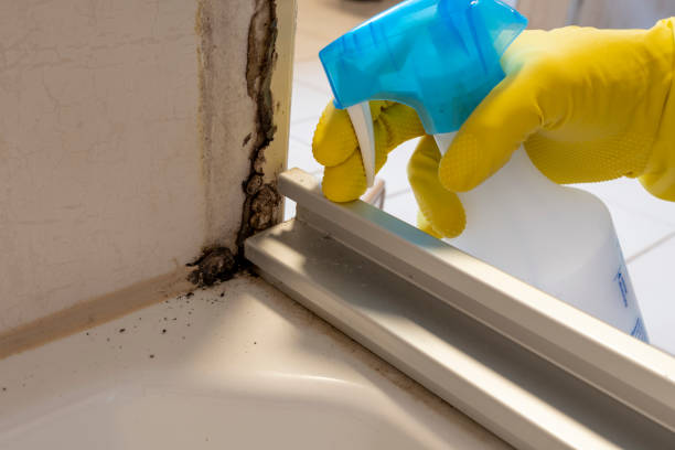 Best Local Mold Removal Service  in River Edge, NJ