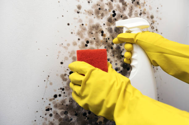 Best Best Mold Removal Companies  in River Edge, NJ