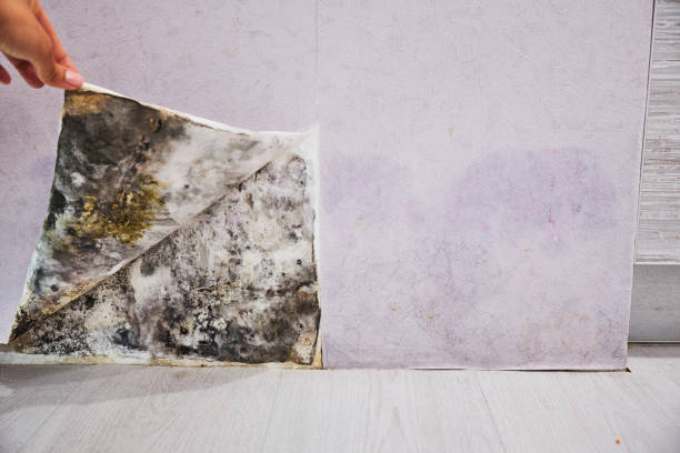 Best Residential Mold Removal  in River Edge, NJ